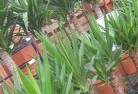 Jincumbillyplant-nursery-10.jpg; ?>